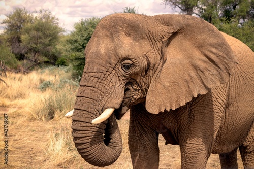 African Bush Elephant in the grassland of Etosha National Park