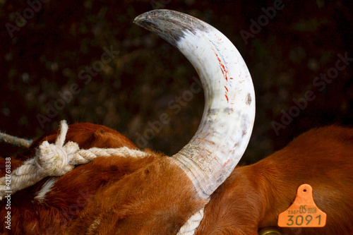 Ox horn. Ox head. Cuerno y cabeza de buey