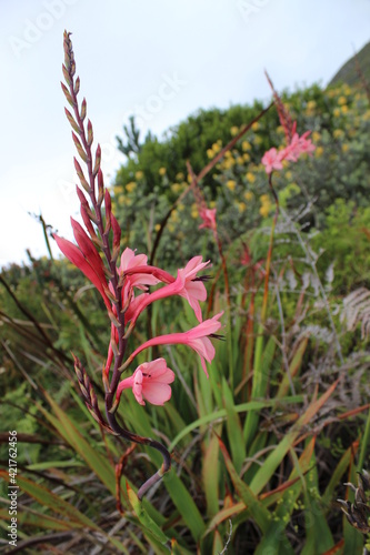 Flowers in Kirstenbosh botanical garden, Cape Town, South Africa