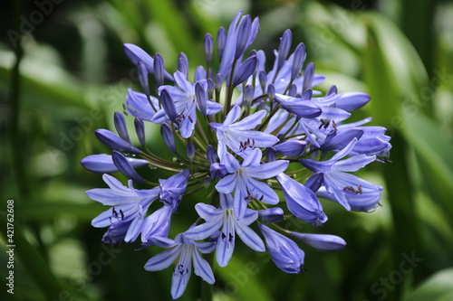 Flowers in Kirstenbosh botanical garden, Cape Town, South Africa
