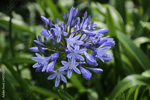 Flowers in Kirstenbosh botanical garden, Cape Town, South Africa