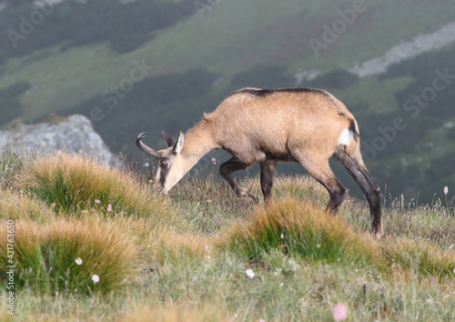 Chamois, Rupicapra rupicapra, on the rocky hill with spring medow, . Wildlife scene in nature.  Animal with horn in the habitat. Foggy morning sunrise
