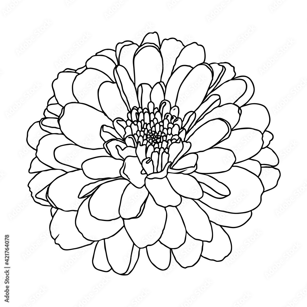 Line drawing of mini chrysanthemum flower on white background. Hand drawn sketch, vector illustration. Decorative element for tattoo, greeting card, wedding invitation, coloring book
