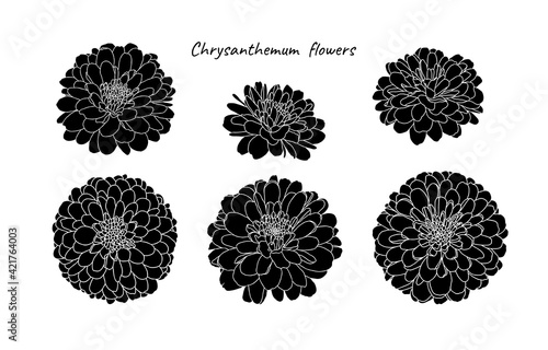 Set of silhouettes mini chrysanthemum flowers on white background. Hand drawn sketch, vector illustration. Decorative elements for cards, invitations, banners, posters, print design.