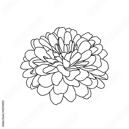 Fototapeta Naklejka Na Ścianę i Meble -  Line drawing of chrysanthemum flower isolated on white background. Hand drawn sketch, vector illustration. Decorative element for tattoo, greeting card, wedding invitation, coloring book