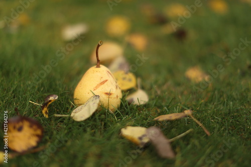 Yellow pear on the grass in the garden, autumn harvest