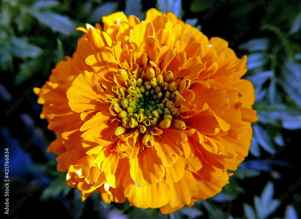 vivida corolla di fiore arancione su sfondo sfumato vivida corolla di fiore arancione su sfondo sfumato