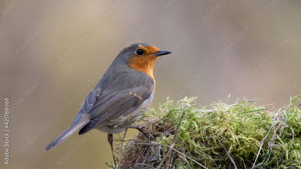 bird, robin, natur, wild lebende tiere, tier, rot, wild, ast, baum, winter, garden, schnabel, bird, bird, robin, natur, wild lebende tiere, tier, rot, wild, ast, baum, winter, garden, schnabel, bird,