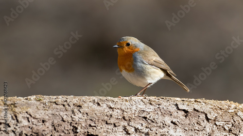 bird, robin, natur, wild lebende tiere, tier, rot, wild, ast, baum, winter, garden, schnabel, bird, © Oliver