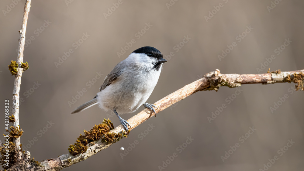 Fototapeta premium bird, meise, wild lebende tiere, natur, tier, ast, winter, black, wild,