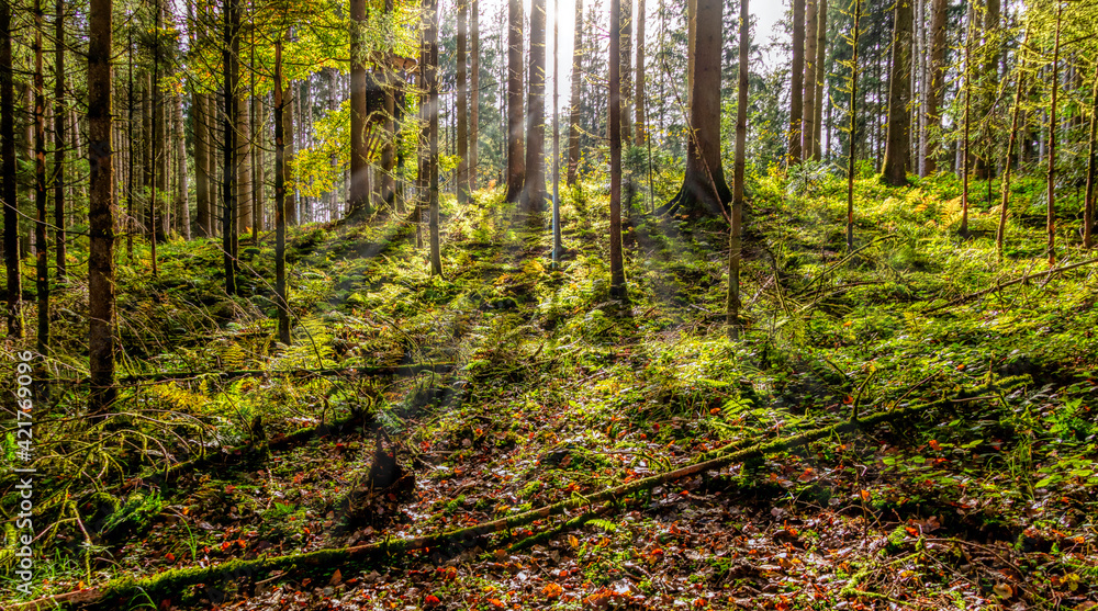 Fototapeta premium Wald mit Lichtdurchblick 