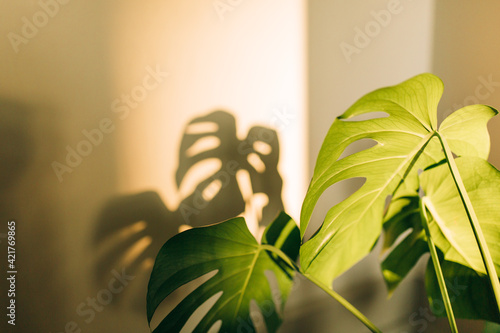 an adult monstera plant in the hard morning light, house plants, indoor plants