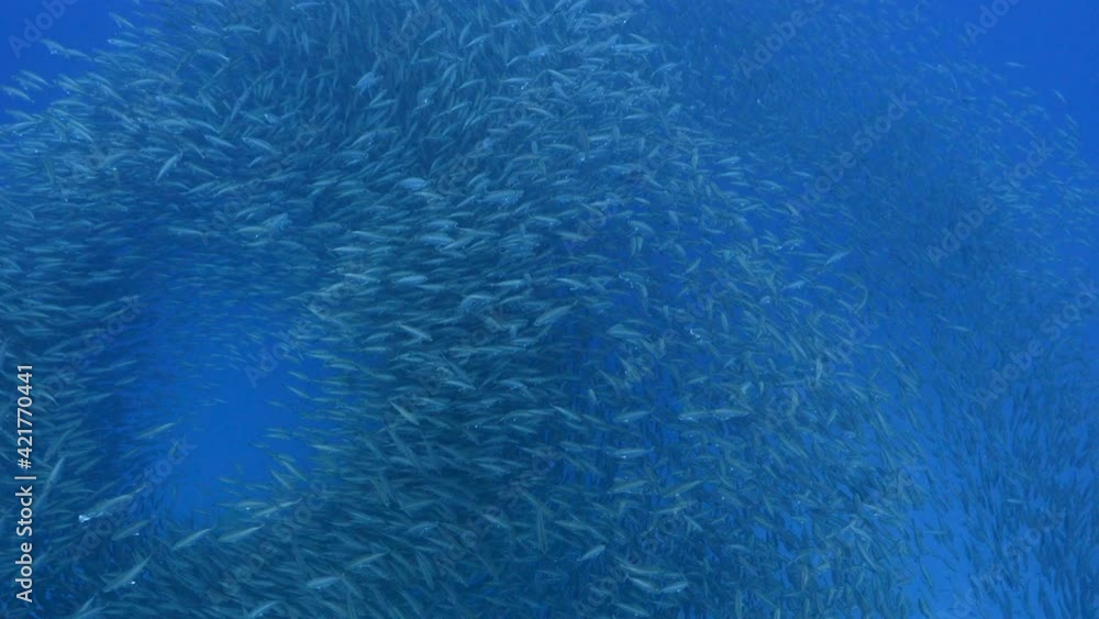 Hunting Blue Runner in bait ball, school of fish in turquoise water of coral reef in Caribbean Sea, Curacao Hunting Blue Runner in bait ball, school of fish in turquoise water of coral reef in Caribbean Sea, Curacao