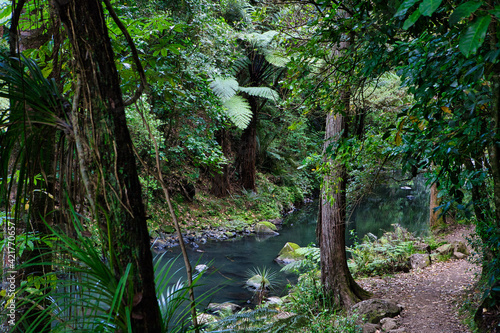 Fototapeta Naklejka Na Ścianę i Meble -  Tropical forest with stream.