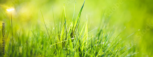 Green grass fresh Easter background