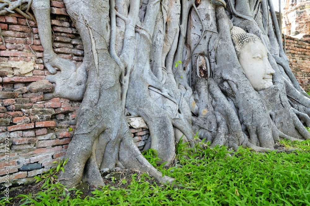 Ancient Head of Buddha Image inside Tree Root at Wat Mahathat Temple where is Famous Historical Landmark in Ayutthaya Province, Thailand.