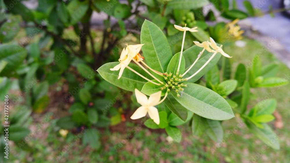 grasshopper on flower grasshopper on flower
