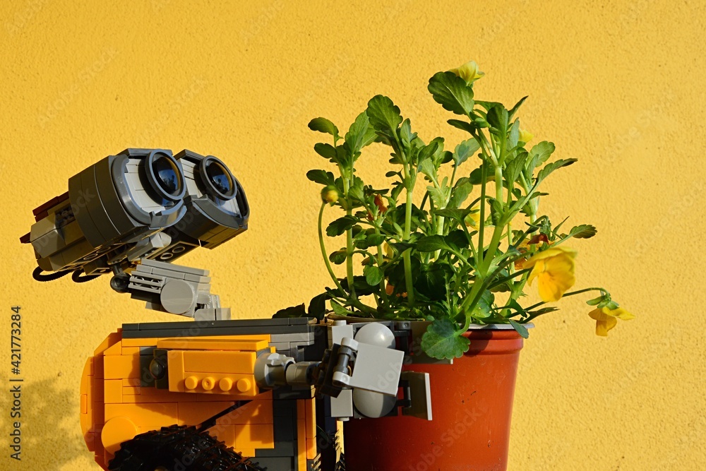 LEGO Wall-E robot from Pixar animated movie carrying plastic pot with fresh  Pansy flowers, latin name Viola, yellow wall in background. foto de Stock |  Adobe Stock