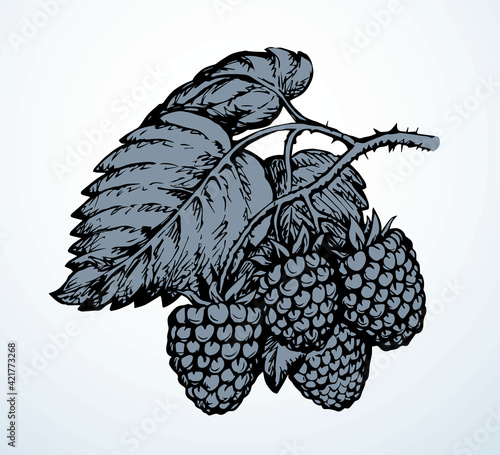 Raspberries on branch. Vector illustration