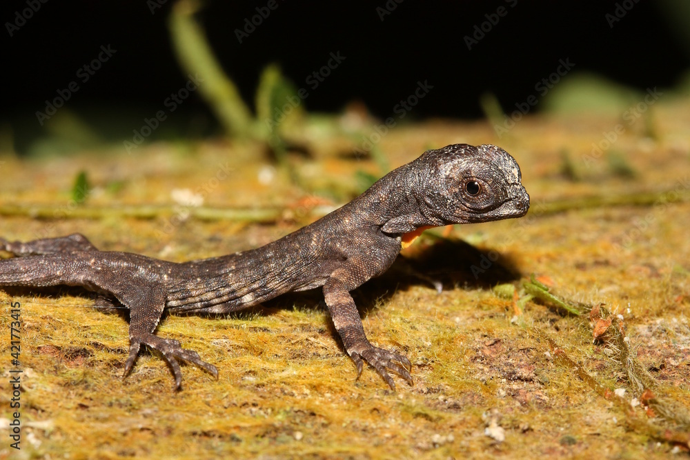 common gliding lizard (Draco sumatranus) in natural habitat