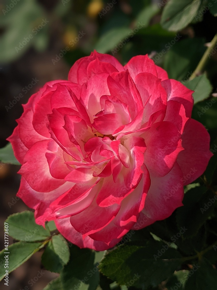 Garden Rose (Red)