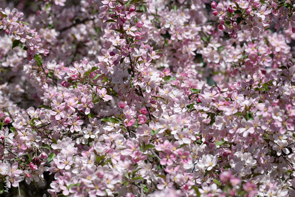 Closeup of pink apple blossoms in spring. Full frame photo - floral background.