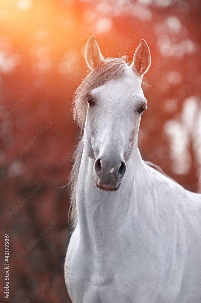 Obraz premium arabian white horse