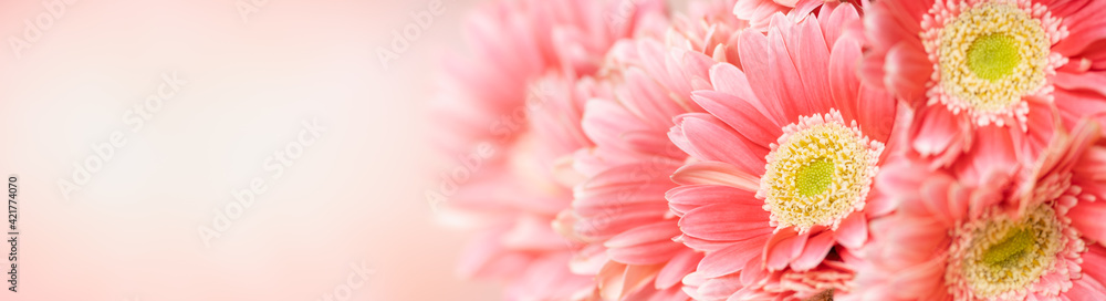 Nature of pink flower in garden using as background natural flora cover page or banner design