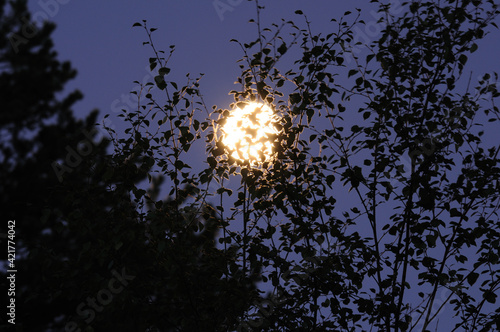 Real bright full moon behind some tree branches. Background of bright full moon behind some autumn tree branches. A beautiful and huge full moon rises from behind a forest of trees illuminating .