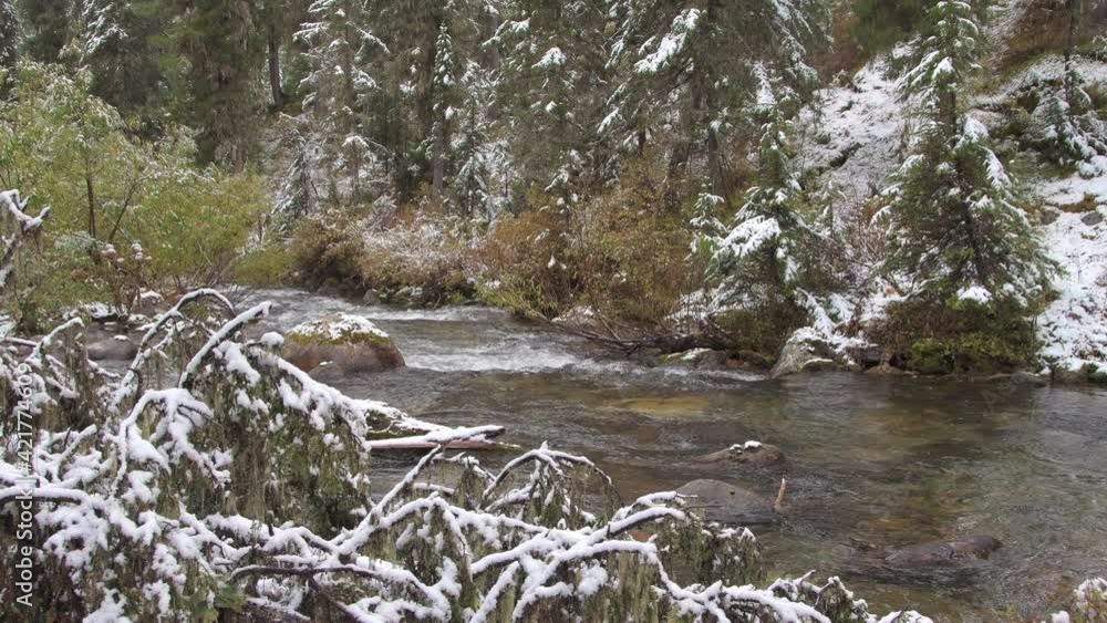 Snow tree lies on bank of forest river. First snow in autumn forest. Frost on branches of pine and yellow grass. Rocks and pebbles are visible at bottom of stream. Snow tree lies on bank of forest river. First snow in autumn forest. Frost on branches of pine and yellow grass. Rocks and pebbles are visible at bottom of stream.