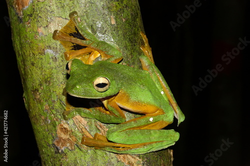 Wallace's flying frog (Rhacophorus nigroplamatus) in natural habitat, Borneo