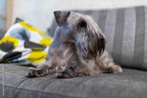 Czech terrier in house