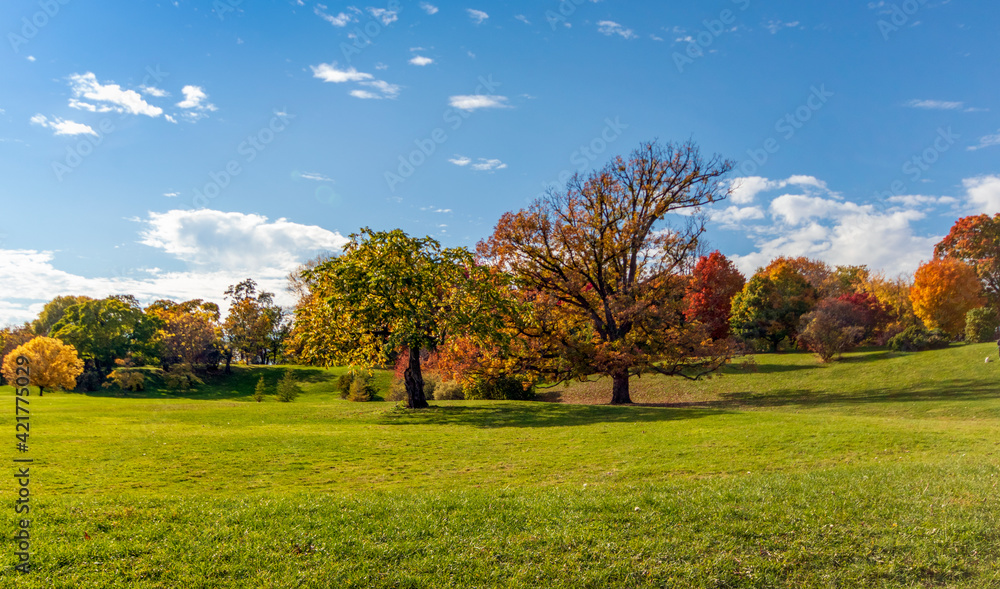 A lone tree in a field with lush green grass and a bright blue sky with wispy clouds - with copy space around it A lone tree in a field with lush green grass and a bright blue sky with wispy clouds - with copy space around it