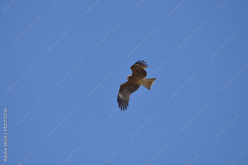 Obraz premium トビ