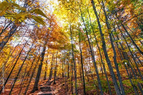 Fall colours in Quebec  Canada - Light filtering through brightly coloured trees in Gatineau Park in autumn