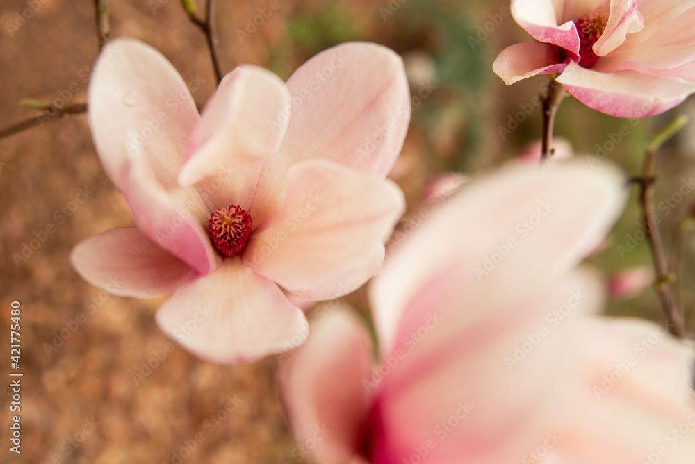 Naklejka premium Magnolia