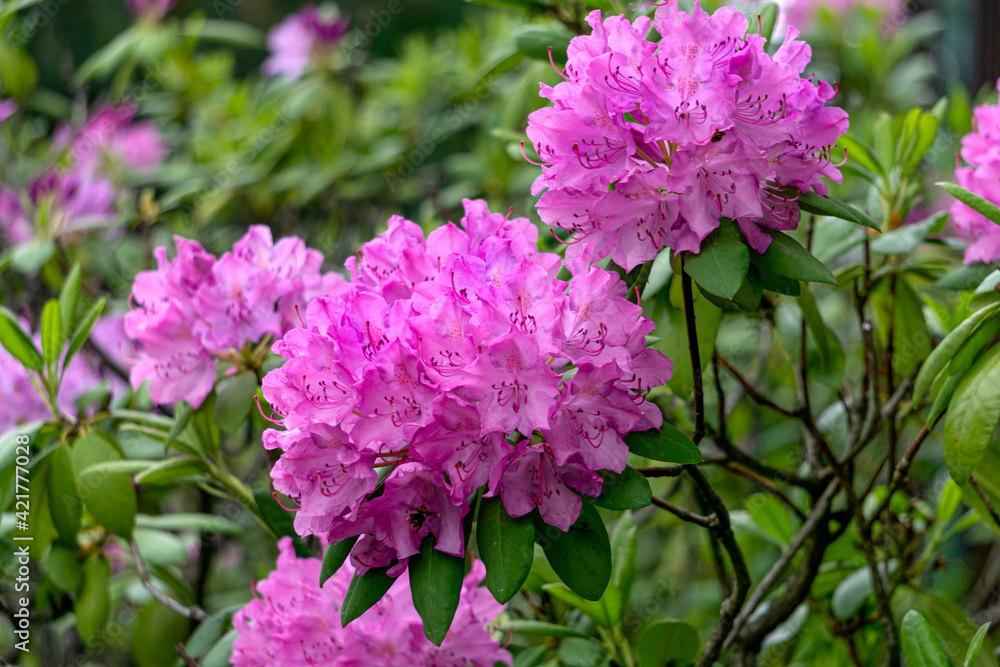 Beautiful lilac rhododendron flower in the garden. Beautiful lilac rhododendron flower in the garden.