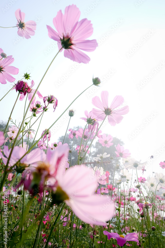 Bright cosmos flower in the flower garden Bright cosmos flower in the flower garden