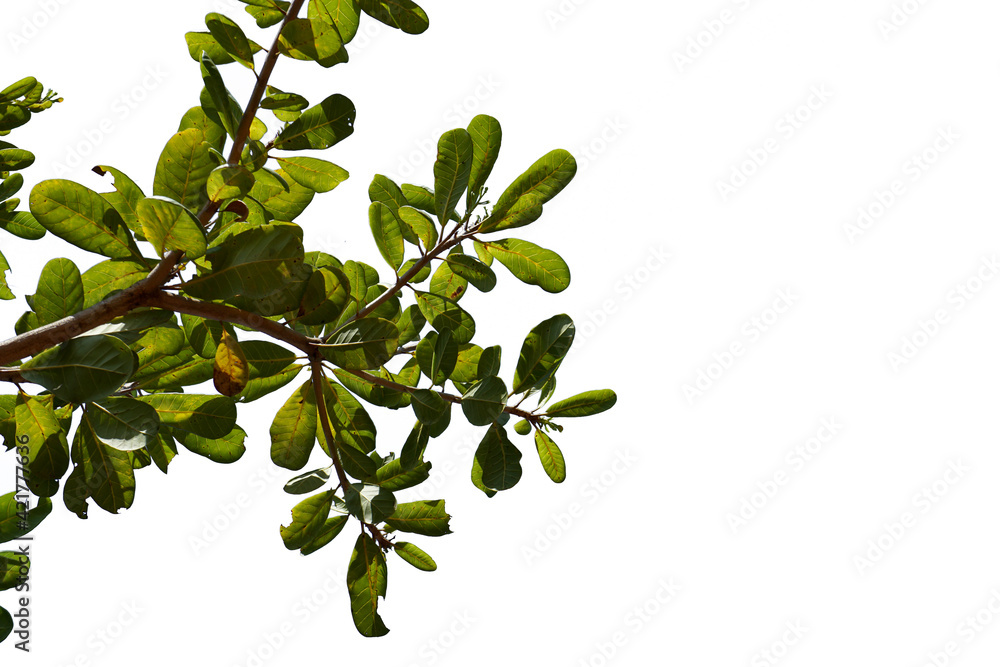 Green tree branch on a white background