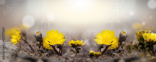 Adonis amurensis of yellow petals blooming in spring
The first flower to announce the arrival of spring.  photo