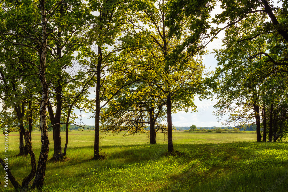 Wiosenna zieleń w dolinie Narwi, Podlasie, Polska Wiosenna zieleń w dolinie Narwi, Podlasie, Polska
