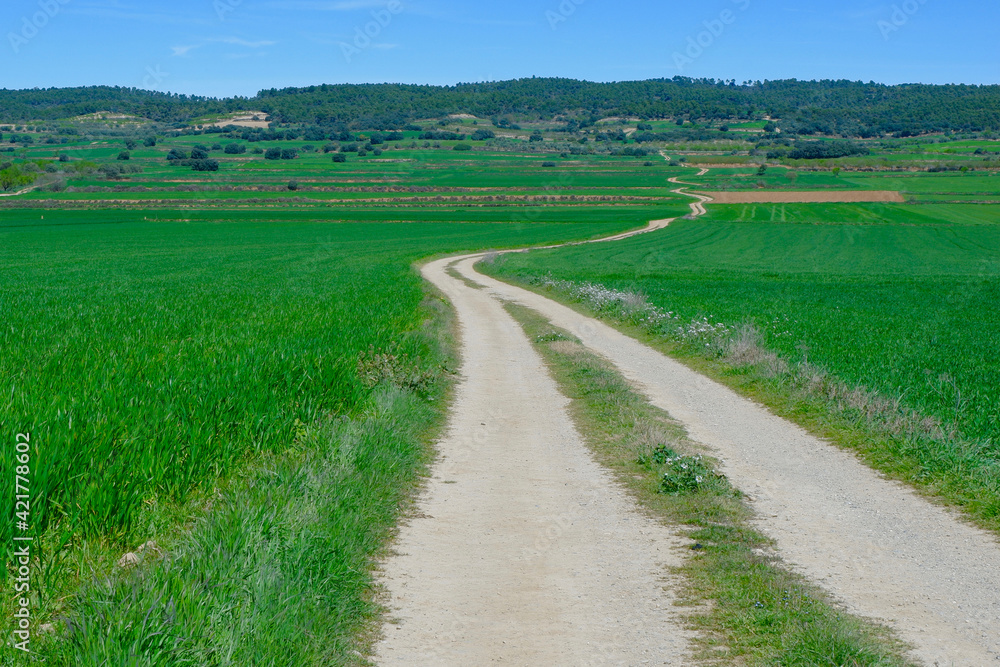 Country road winding between vivid green fields of barley. Concepts of freedom, path, harmony. Alcampel village, Huesca, Aragon, Spain