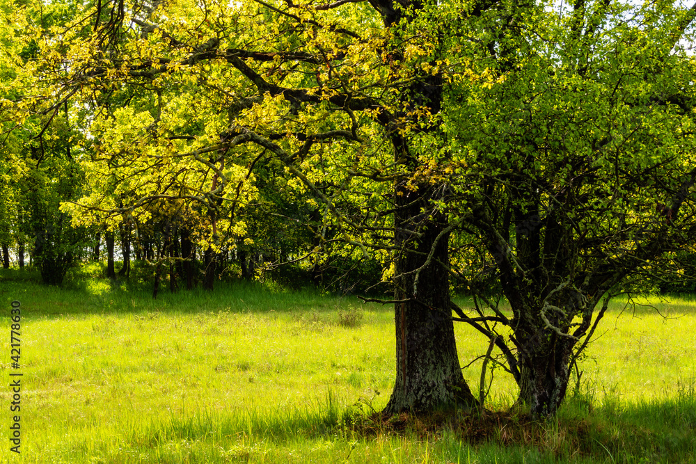 Wiosenna zieleń w dolinie Narwi, Podlasie, Polska