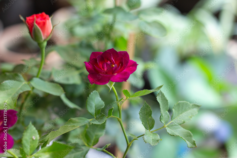 Close-up, rose, red, in the garden and green leaves.
