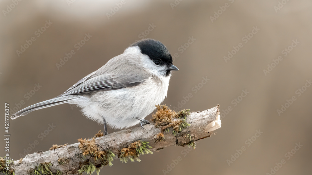 Naklejka premium bird, meise, wild lebende tiere, natur, tier, ast, winter, black, wild,