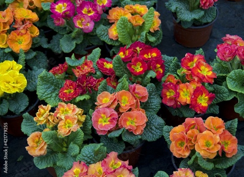 Wallpaper Mural Flowers in blossom on condolence card Torontodigital.ca