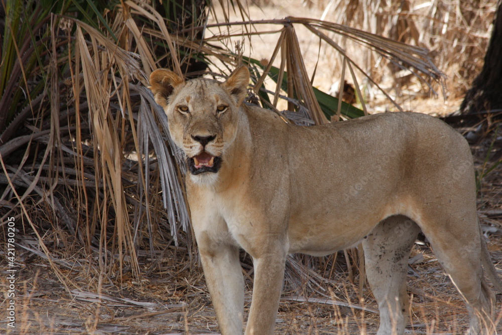 Naklejka premium lion in the grass
