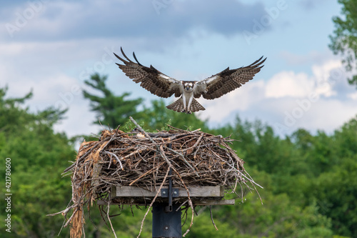Osprey parent hovering in the air over the nest where her chicks await lunch, Iroquois, Ontario, Canada 