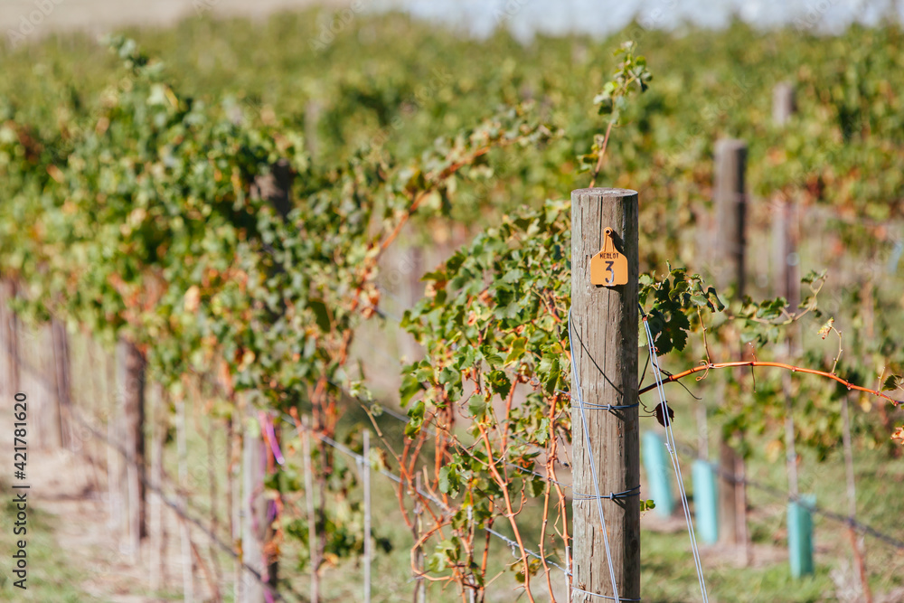 Fototapeta premium Grapevine Under Netting