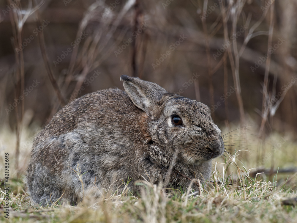 Fototapeta premium A wild European rabbit (Orytolagus cuniculus) grazing on grass